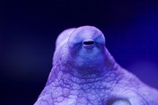 Day Octopus Eye