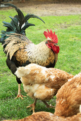 cock and hens on grass