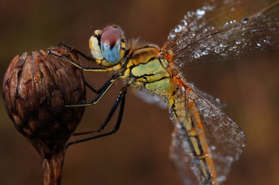 Close up of dragonfly perching on bud