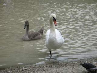 Obraz premium Swan standing on one leg in water