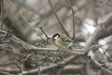 Parus major. Синица на ветвях дерева.