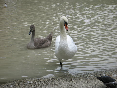 Swan standing on one leg in water