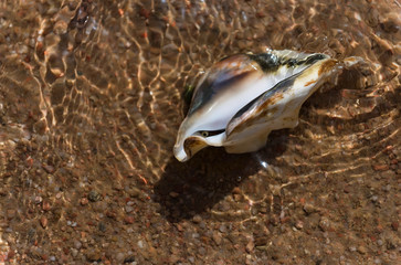 Beautiful marine shell in sea water