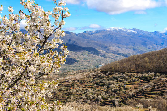 Flowering of the cherry trees. Jerte Valley. Spain