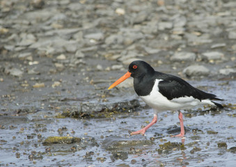 Oystercatcher