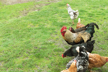 cock and hens on grass