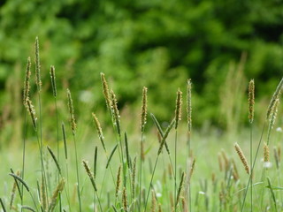 Close-up of forest vegetation