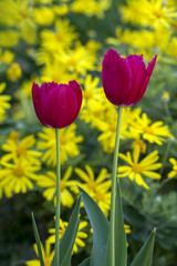 Obraz premium Red Tulip
