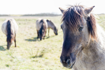 Fototapeta premium Ponies Portrait