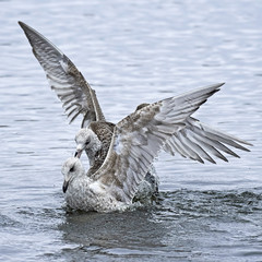 European herring gull (Larus argentatus)