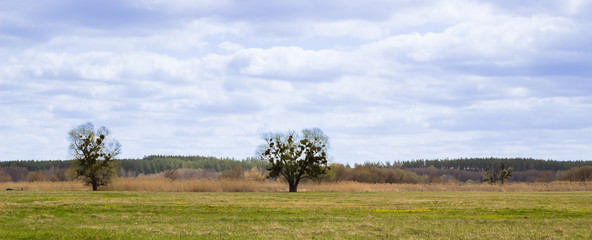 Fototapeta na wymiar Beautiful tree in a meadow