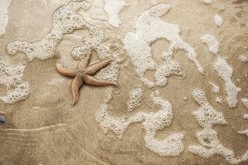 Fototapeta na wymiar Background image of a starfish on golden sand 