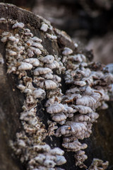 Mushroom stump oyster mushroom