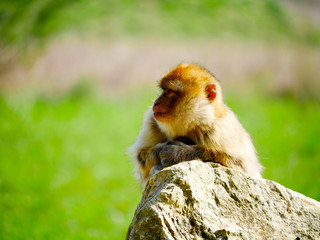 Macaque de Barbarie