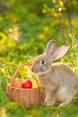 Easter bunny with a basket of eggs on spring flowers background. Card of cute hare outdoor