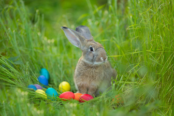 Easter bunny with a basket of eggs on spring flowers background. Card of cute hare outdoor