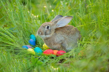 Easter bunny with a basket of eggs on spring flowers background. Card of cute hare outdoor