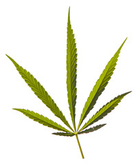 Cannabis leaf, marijuana isolated over white background
