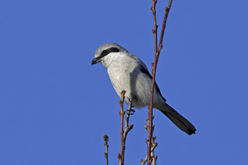 Northern grey shrike (Lanius excubitor)