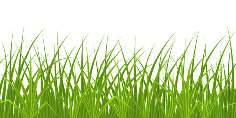High quality green grass on white background, seamless vector illustration.