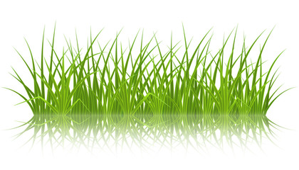 High quality green grass on white background, vector illustration.