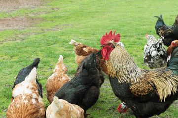 cock and hens on grass