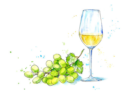 Glass of a white wine and  grapes.Picture of a alcoholic drink.Watercolor hand drawn illustration.