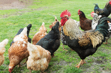 cock and hens on grass