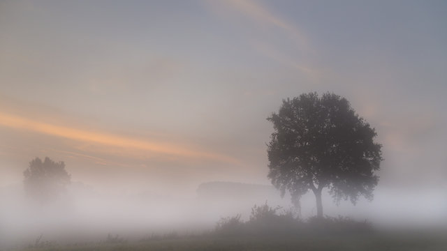 Scenic view of trees in mist during sunrise