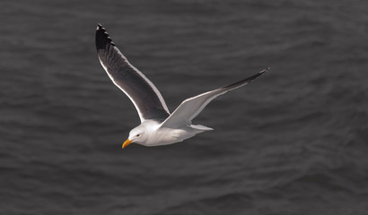 A seagull flies over the water. 