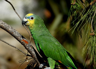 Amazone a front bleu