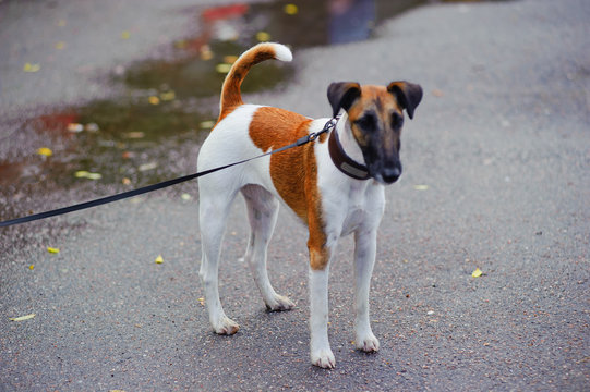 Smooth-haired fox terrier