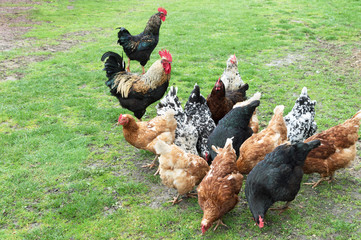 cock and hens on grass