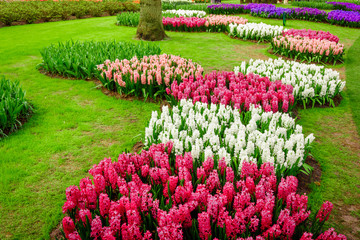 beautiful  hyacinths. Beautiful flowers background