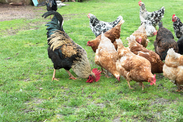 cock and hens on grass