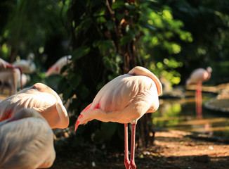 Wildlife background, Greater Flamingo bird is take a rest standing sleep with natural forest background in the Evening.