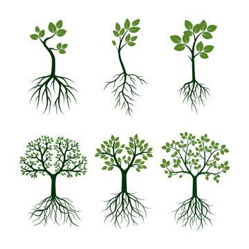 Green Trees with Leafs and Roots. Vector Illustration.