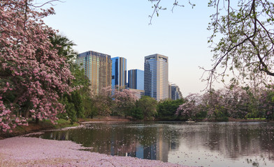 Pink flowers Tabebuia Rosea tree (also called Chompoo Pantip) in full blossom season at Rodfai Park, Bangkok