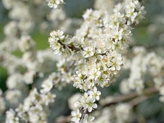 Blühender Kirschbaum, Flowering cherry tree