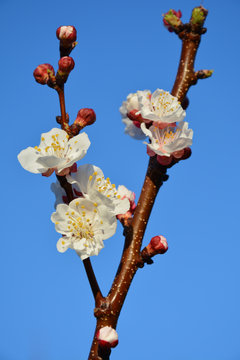 Branch of apricot tree with flowers