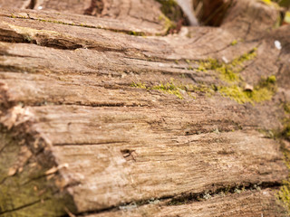 The Rough, Brown Texture of Bark on a Tree