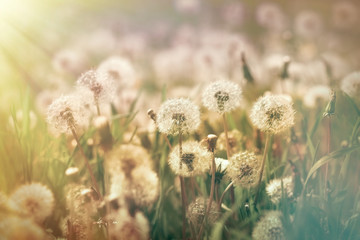 Fototapeta premium Dandelion seeds in meadow lit by sunlight - spring in meadow