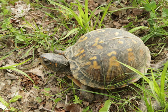 Box turtle in the woods
