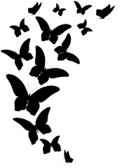 black butterfly, isolated on a white © aboard