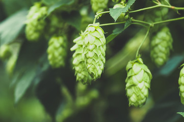 Green fresh hop cones for making beer, closeup - obrazy, fototapety, plakaty