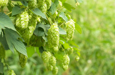 Green fresh hop cones for making beer, closeup - obrazy, fototapety, plakaty
