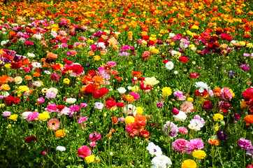Ranunculus field