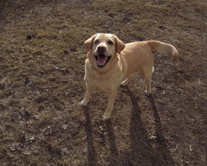 Walking with a dog. Cheerful dog breed labrador, fawn color.