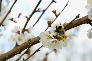 Pink apricot blossom in spring bumblebee