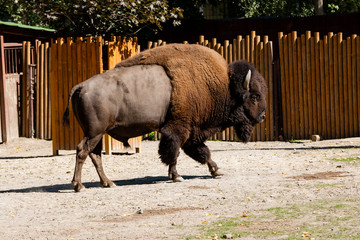 Buffalo close-up walking in the sun © Minakryn Ruslan 